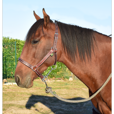 Licol cuir chromé cheval 
