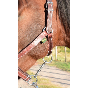 Licol cuir chromé cheval 