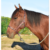 Licol cuir chromé cheval 